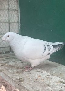 IMG-20241214-WA0000