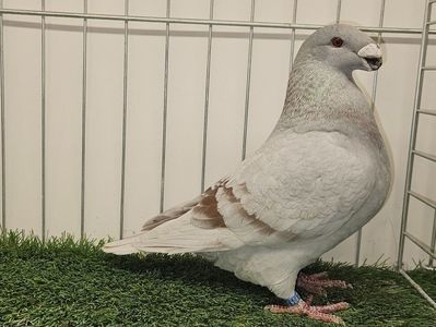 MASCUL RO 24 - 9815
