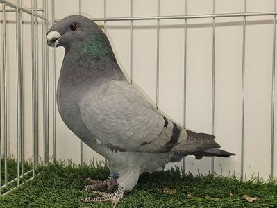 MASCUL RO 24 - 9822