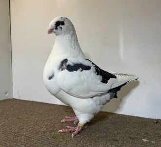 Femela RO 24 - 9994