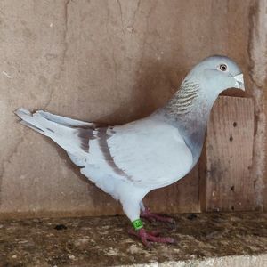 Femela 23-372