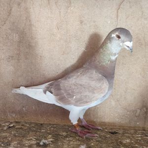 Femela 24-336
