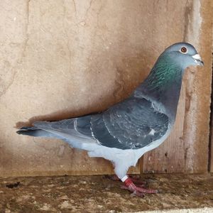 Mascul  24-473