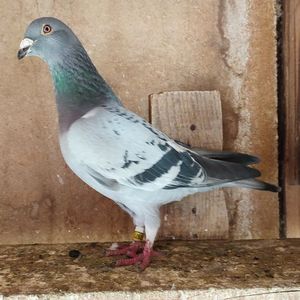 Femela 24-971