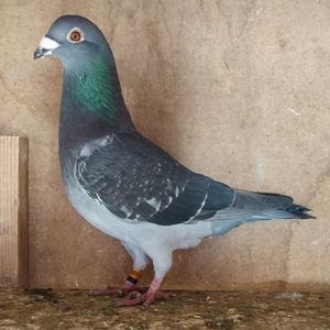 Mascul 24-342