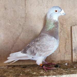 Mascul 23-731
