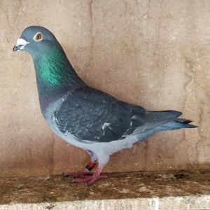 Mascul 19-182