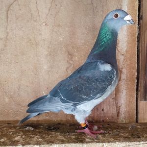 Mascul 24-494