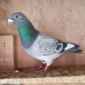Mascul 24-489