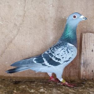 Femela 24-978
