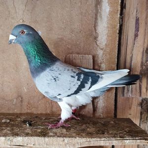 Mascul 23-869