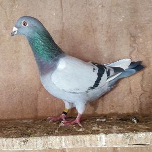 Mascul 24-188