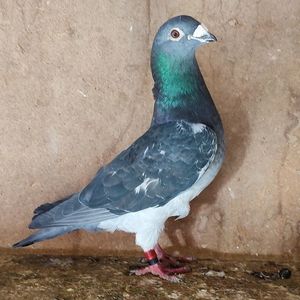 Mascul 17-289