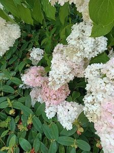 IMG20240718163157