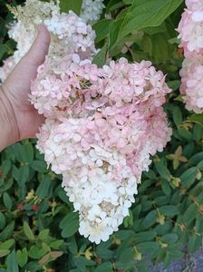 IMG20240718163213