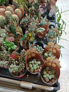 IMG20240719112402