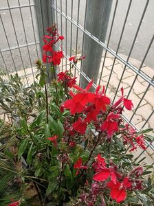 IMG20240904154550