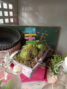 IMG20240904165805