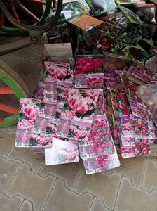 IMG20240909110612