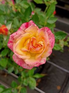 IMG20240923114036