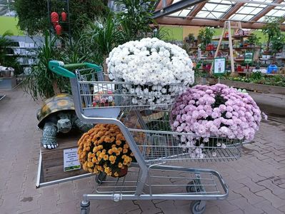 IMG20241104102903
