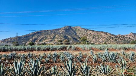 AGAVE Farm