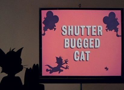 Shutter Bugged Cat