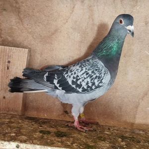 Femela 24-586
