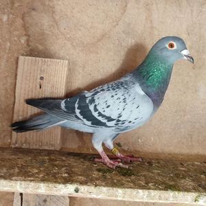 Femela 24-531