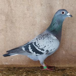 Femela 24-561