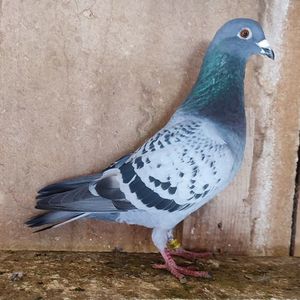 Mascul 24-824