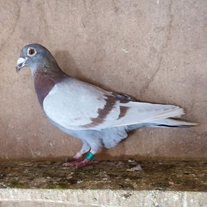 Mascul 18-291