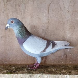Mascul 23-567