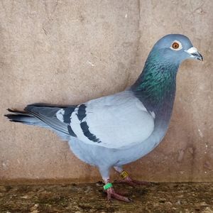 Femela 24-511