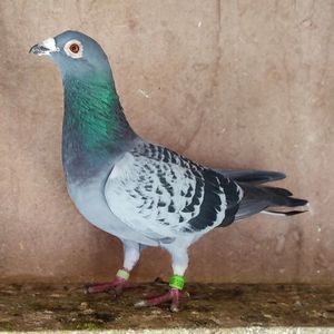 Femela 23-435