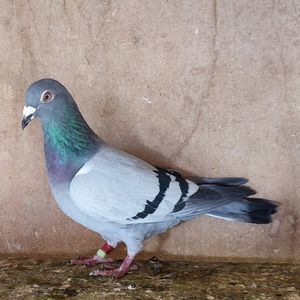 Femela 22-492