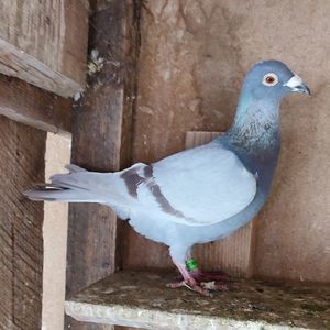 Mascul 23-491