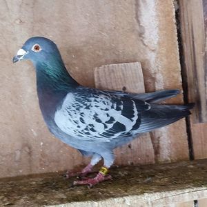 Mascul 24-551