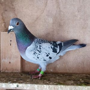 Mascul 23-357