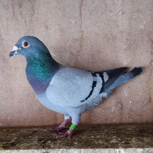 Mascul 23-797