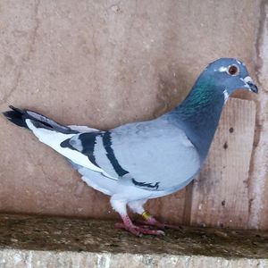 Femela 24-555