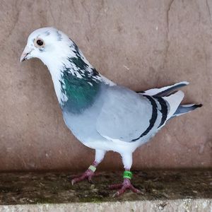 Femela 23-355