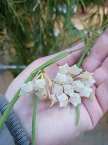 Img.2024.12.02-hoya linearis