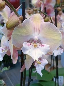 Img.2024.12.02; Phalaenopsis Tina 29,99€
