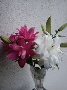 Img.2024.07.29