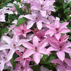 clematis_hagley_gr.3; flori roz deschis 10-15 cm,flori iunie-iulie-august,flori pe lastarii noi, creste,2,3 m

