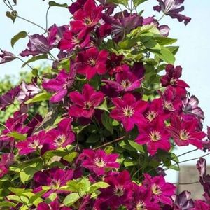 Clematis_JOHN_HOWELLS gr.3,f.florifera,rosie; flori pe lastarii noi,se scurteaza la inceputul primaverii,taiere 15-20 cm de la sol,aproape de nivelul solului,flori de 8 cm iunie-septembrie
