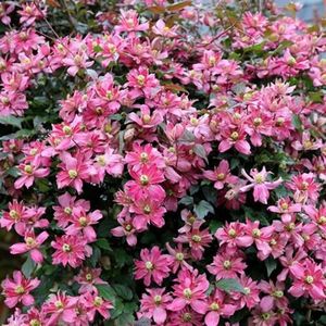 Clematita_Broughton_Star montana,nu se tunde; flori roz duble si semiduble,se tunde decat dupa inflorire lastarii prea lungi la 2 m,nu se taie mult ca nu mai infloreste,flori pe lemn vechi,parfumata,ingrasamant echilibrat cu eliberare lenta
