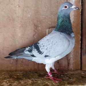 Mascul 25-044