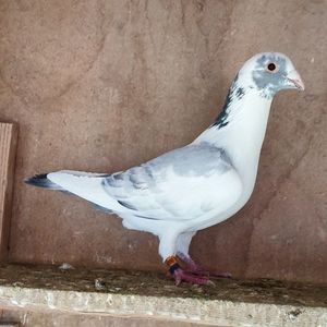 Mascul 24-499